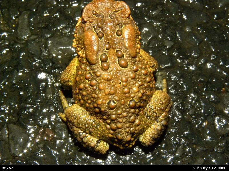 Eastern American Toad