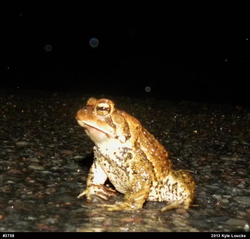 Eastern American Toad
