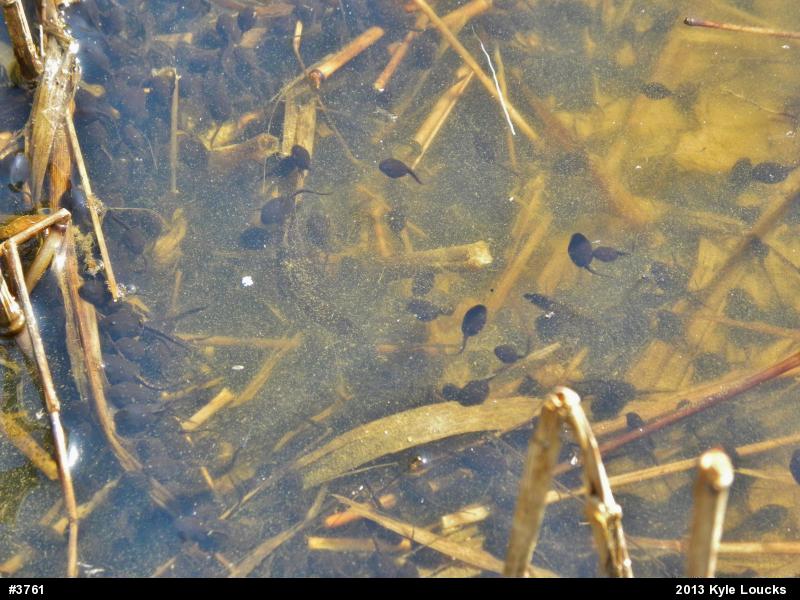 Eastern American Toad