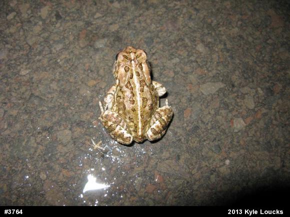 Fowler's Toad