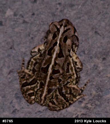 Fowler's Toad