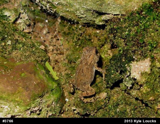 True Toads
