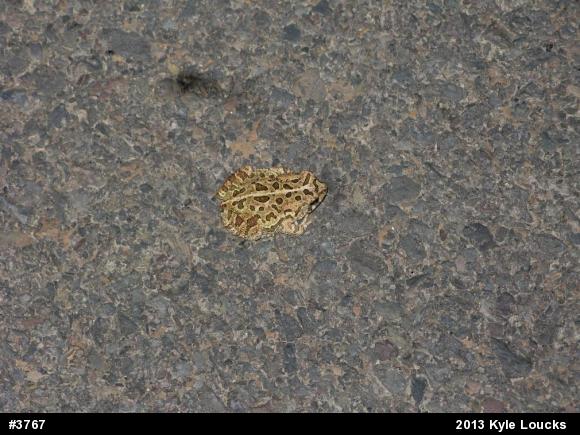 Fowler's Toad