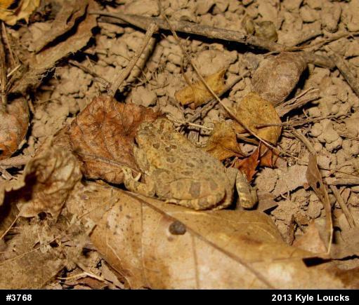 Fowler's Toad
