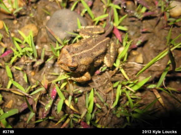 True Toads