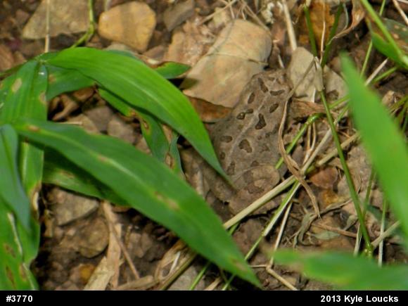 Fowler's Toad