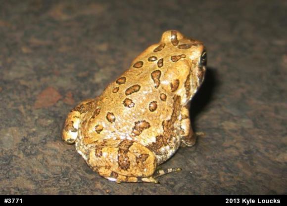 Fowler's Toad