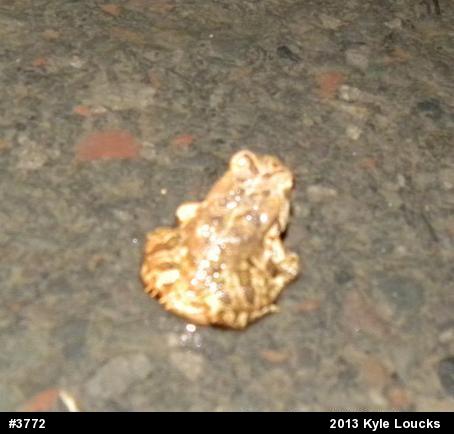 True Toads