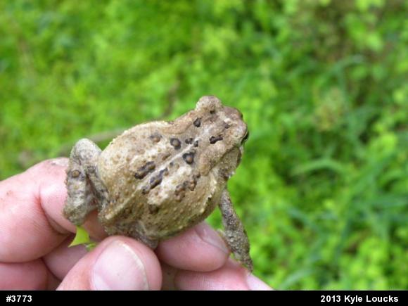 Eastern American Toad