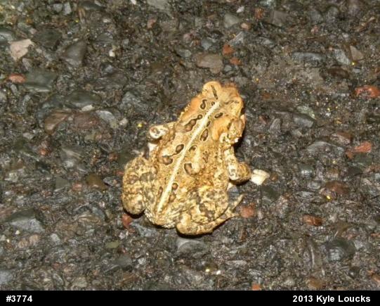 Eastern American Toad