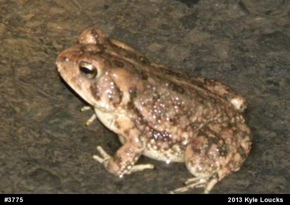 True Toads