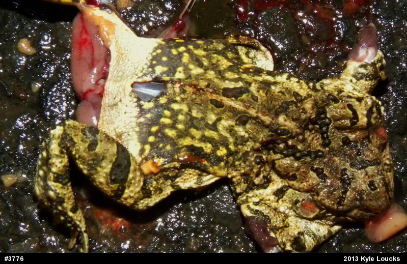 Fowler's Toad