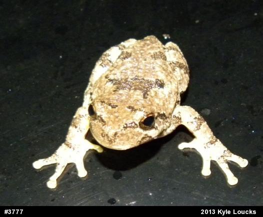 Gray Treefrog