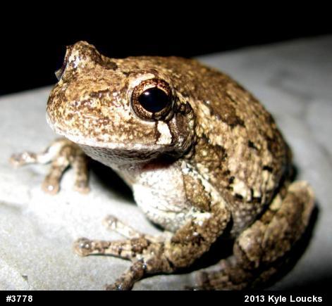 Gray Treefrog
