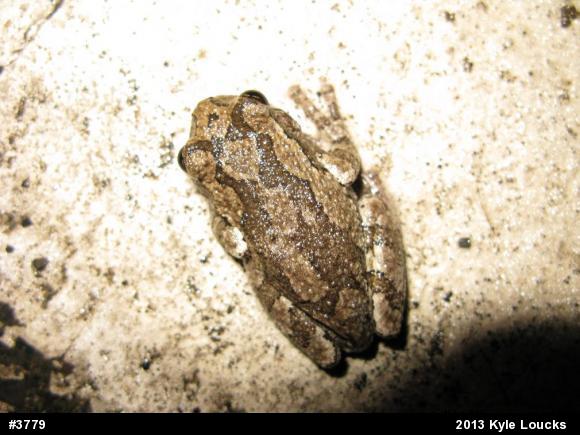 Gray Treefrog