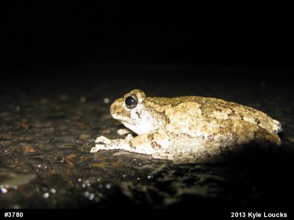 Gray Treefrog
