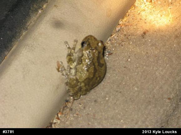 Gray Treefrog