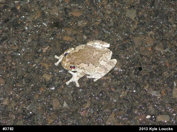 Gray Treefrog