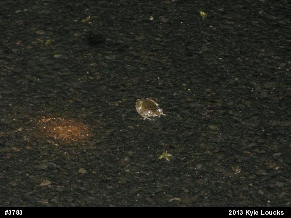 Unknown Gray Treefrog