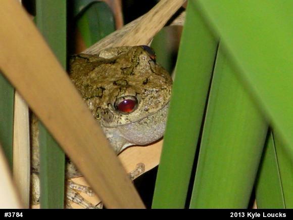 Gray Treefrog