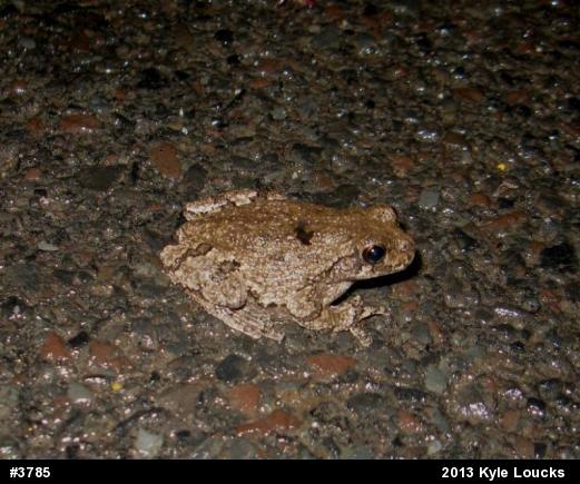 Gray Treefrog