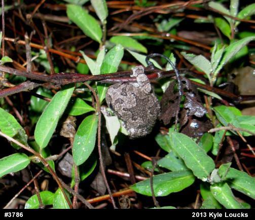 Gray Treefrog