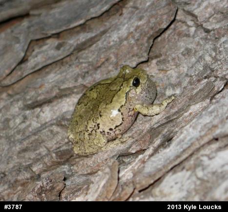 Unknown Gray Treefrog