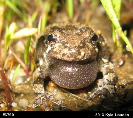 Gray Treefrog