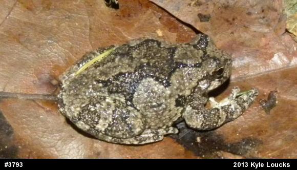 Gray Treefrog