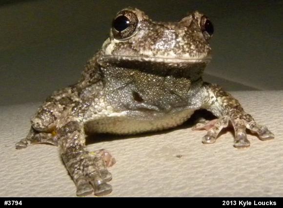 Gray Treefrog