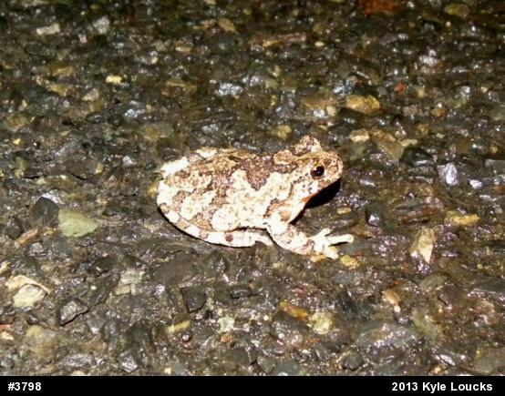 Gray Treefrog