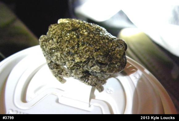 Gray Treefrog
