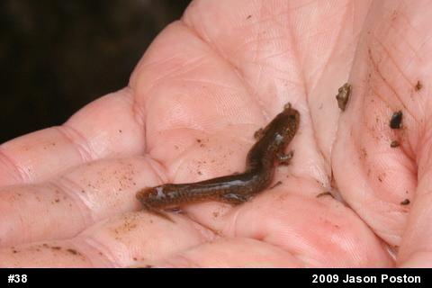 Northern Spring Salamander