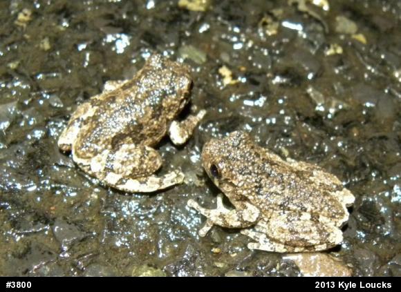 Gray Treefrog