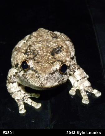 Gray Treefrog