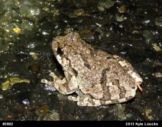 Gray Treefrog