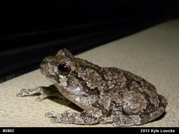Gray Treefrog