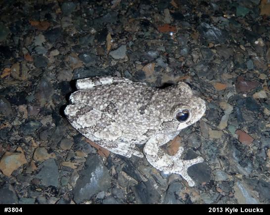 Gray Treefrog
