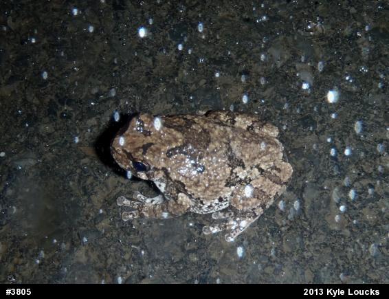 Gray Treefrog