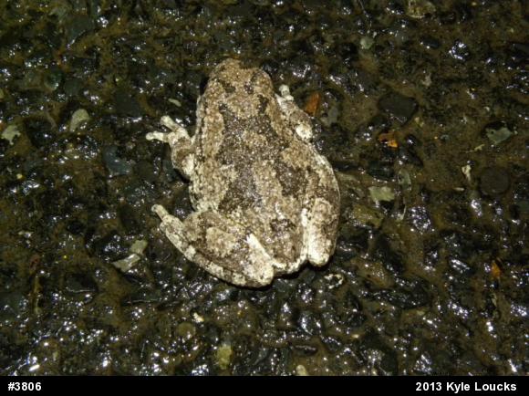 Gray Treefrog