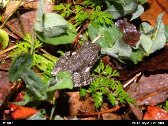 Gray Treefrog