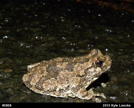 Gray Treefrog