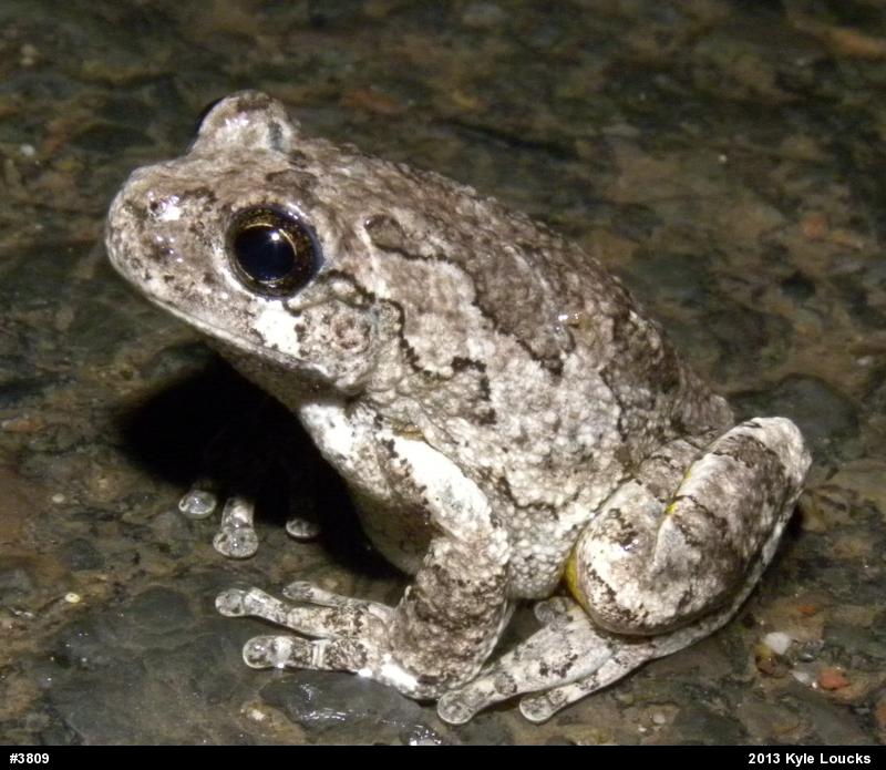 Gray Treefrog
