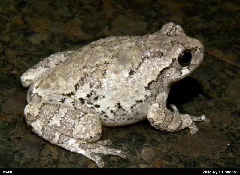 Gray Treefrog