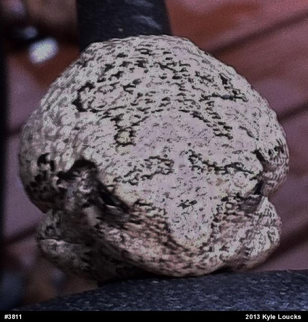 Gray Treefrog