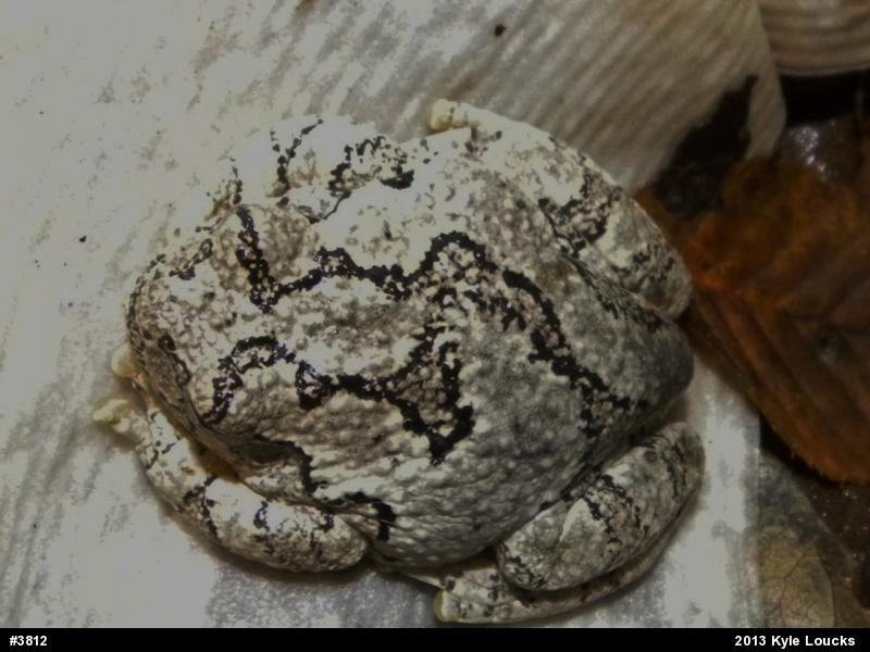 Gray Treefrog