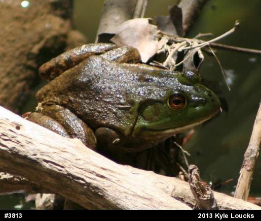 American Bullfrog