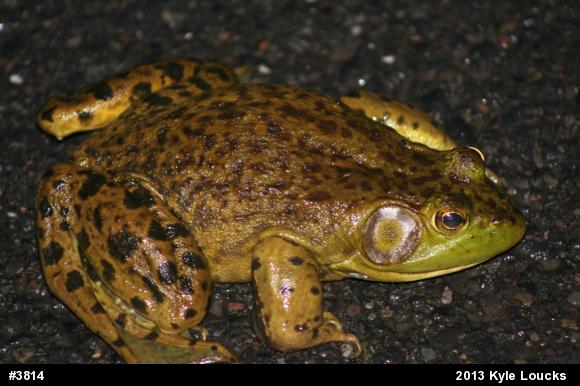 American Bullfrog