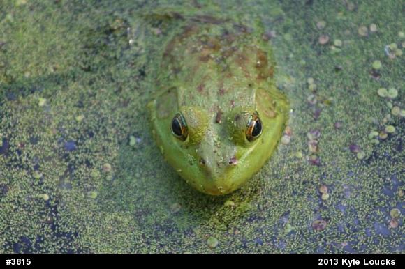 American Bullfrog