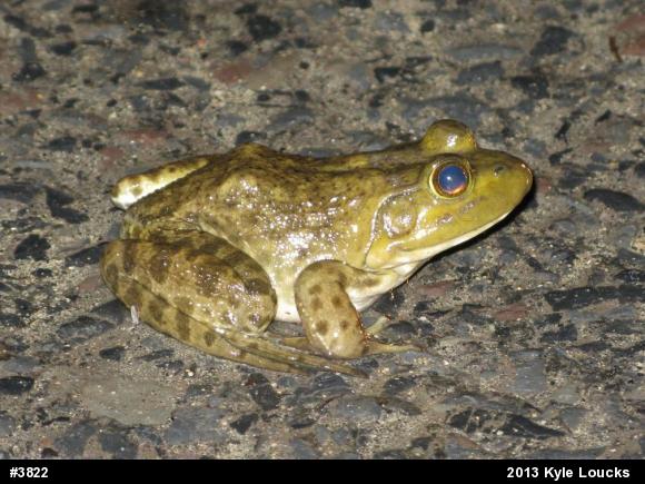 American Bullfrog